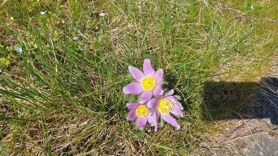Anemone halleri flower
