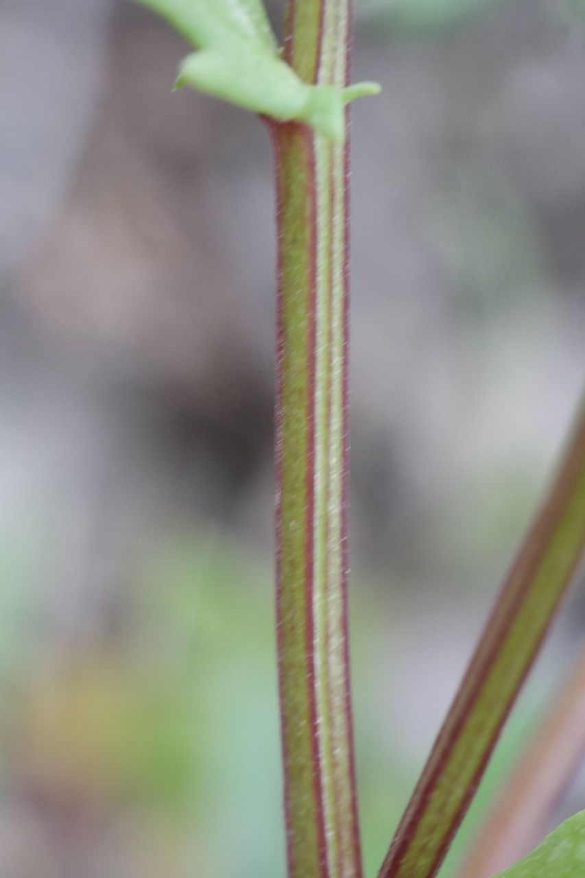 Leucanthemum paludosum bark