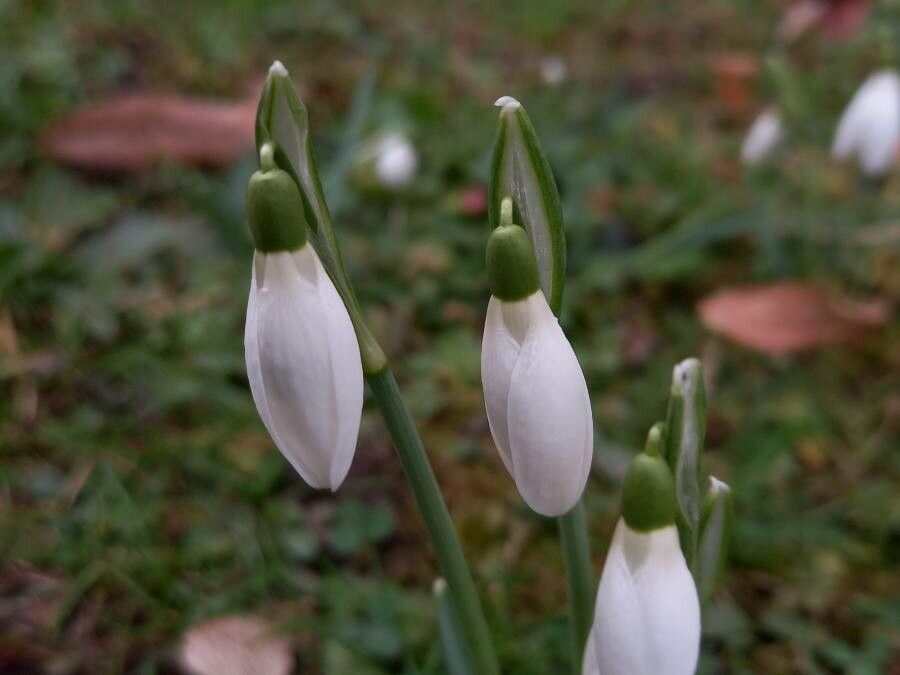 Galanthus plicatus flower