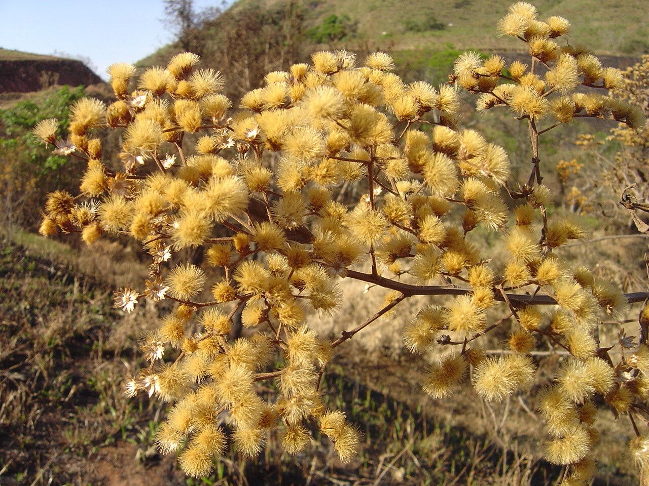 Vernonanthura ferruginea — related species from the same genus