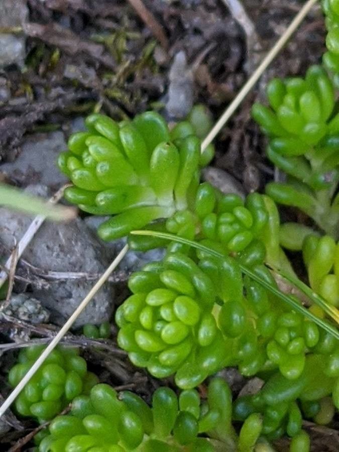 Sedum alpestre — houseplant care guide