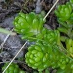 Sedum alpestre