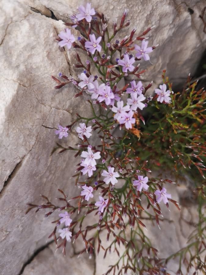 Limonium bellidifolium flower