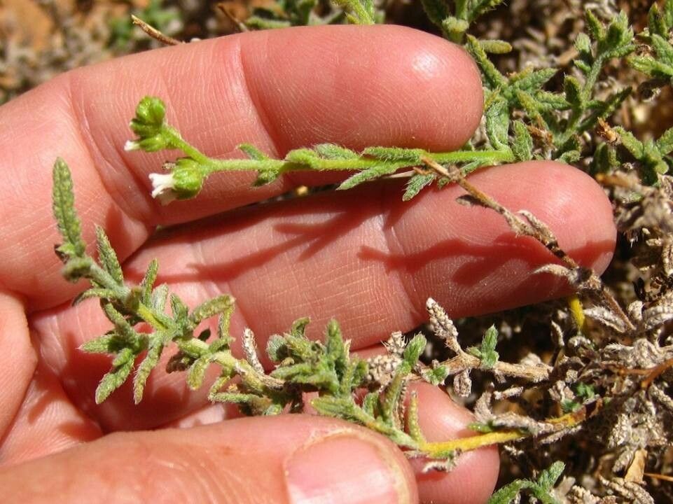 Linaria arenaria leaf