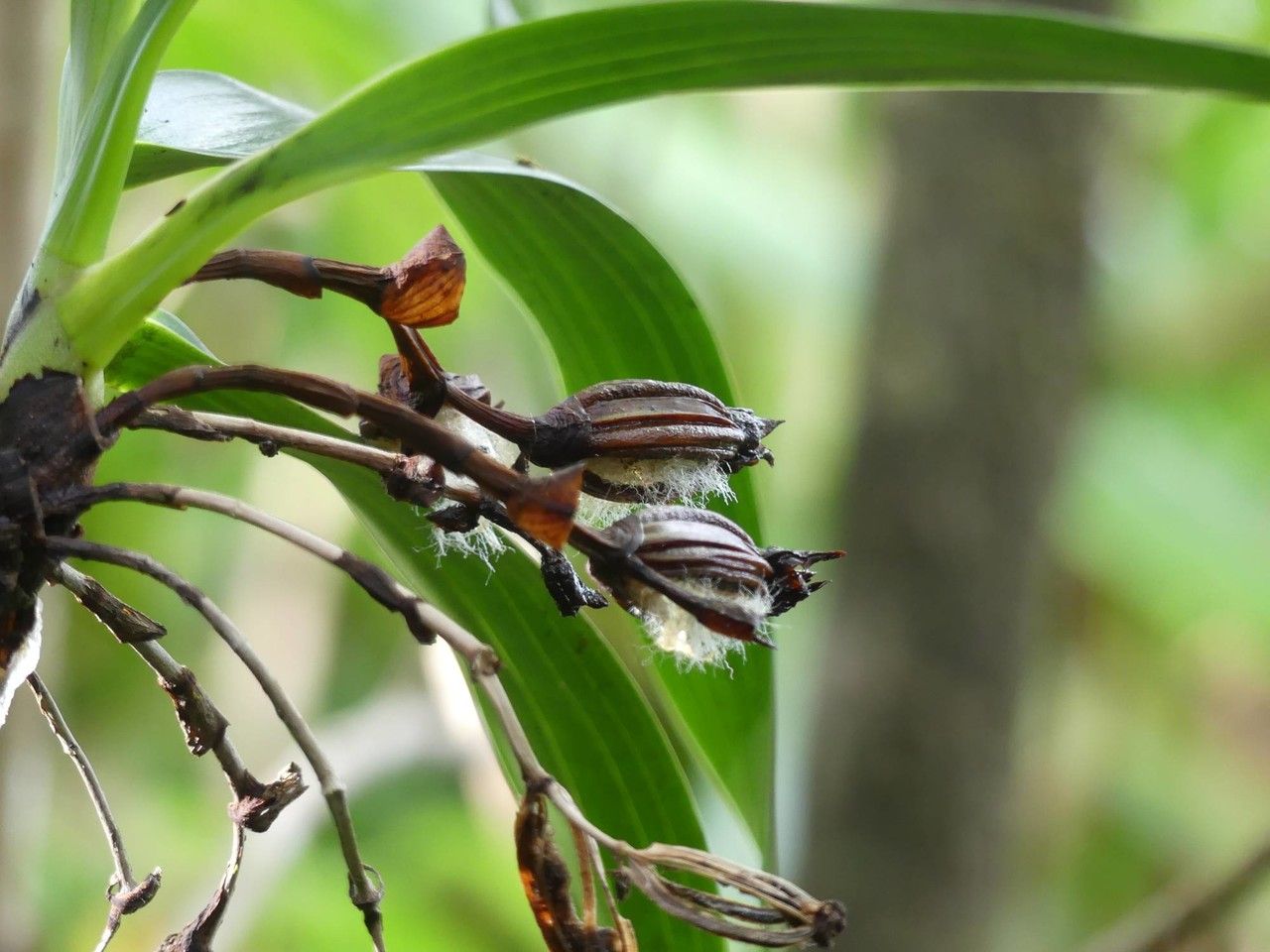 Angraecum striatum fruit