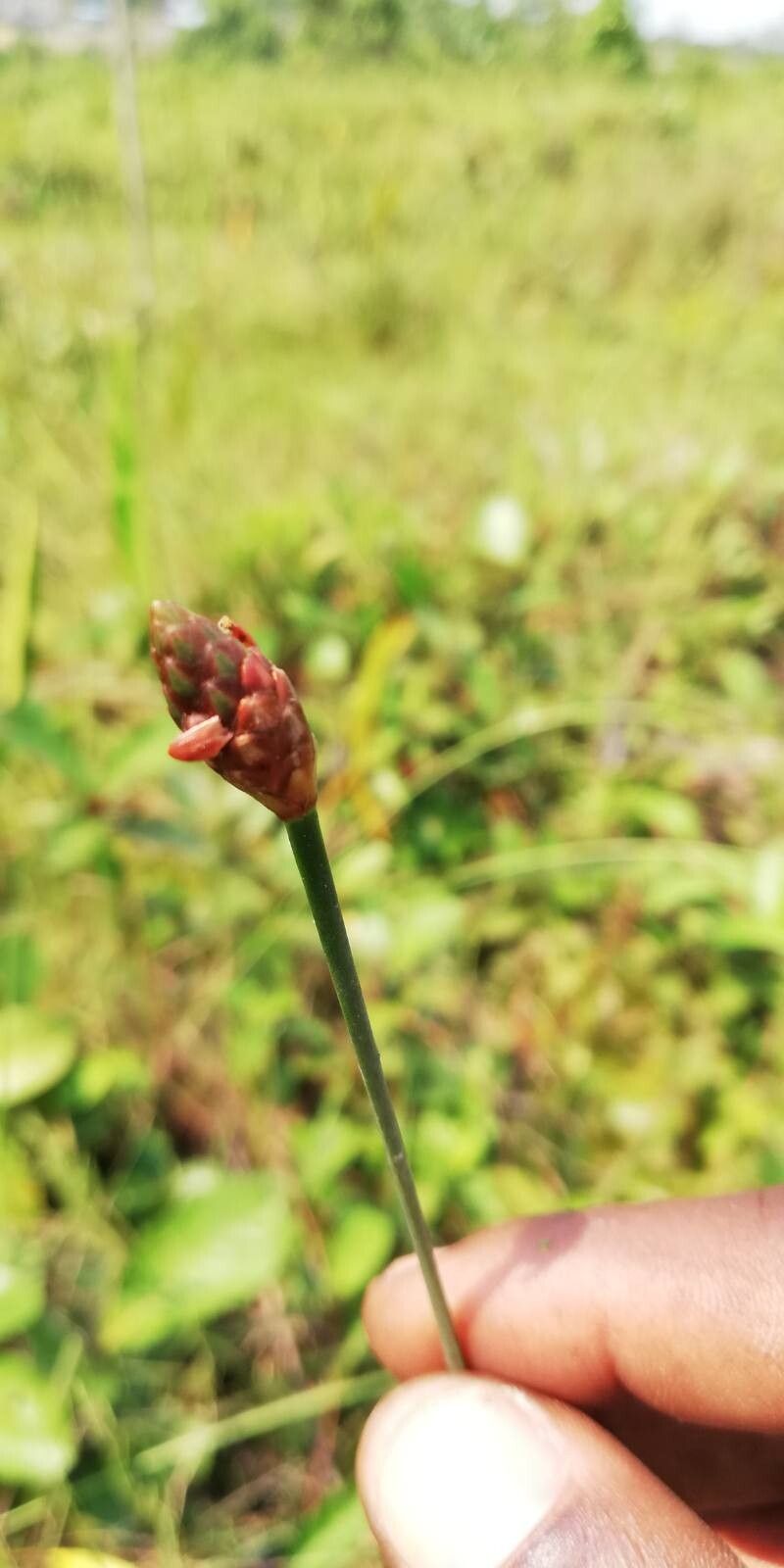 Xyris congensis flower