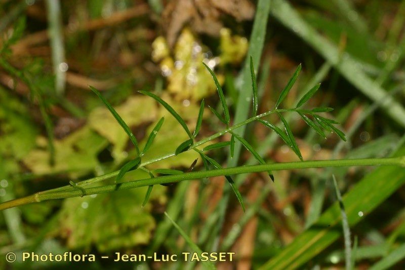 Selinum broteroi — related species from the same genus