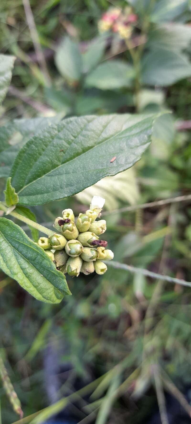 Varronia polycephala fruit