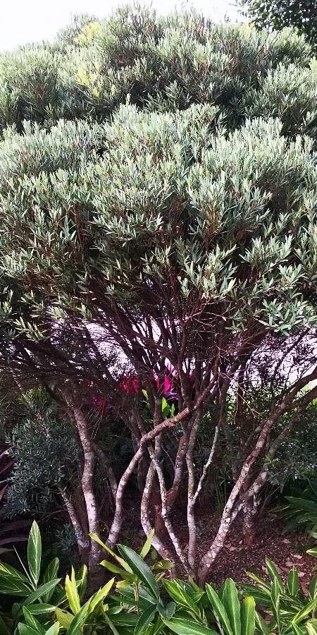 Syzygium grijsii habit