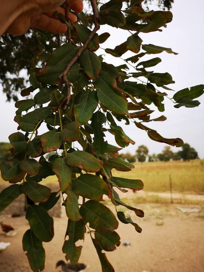 Cordyla pinnata leaf