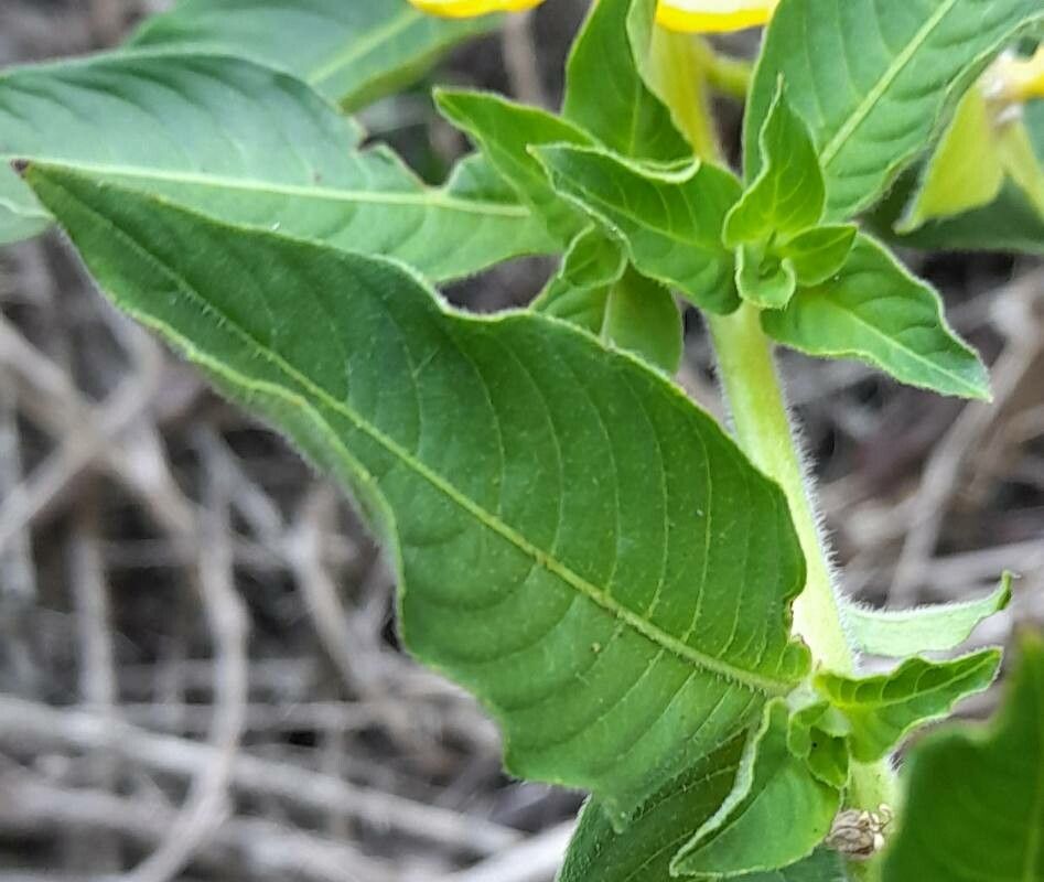 Ludwigia peruviana — flood tolerant houseplant