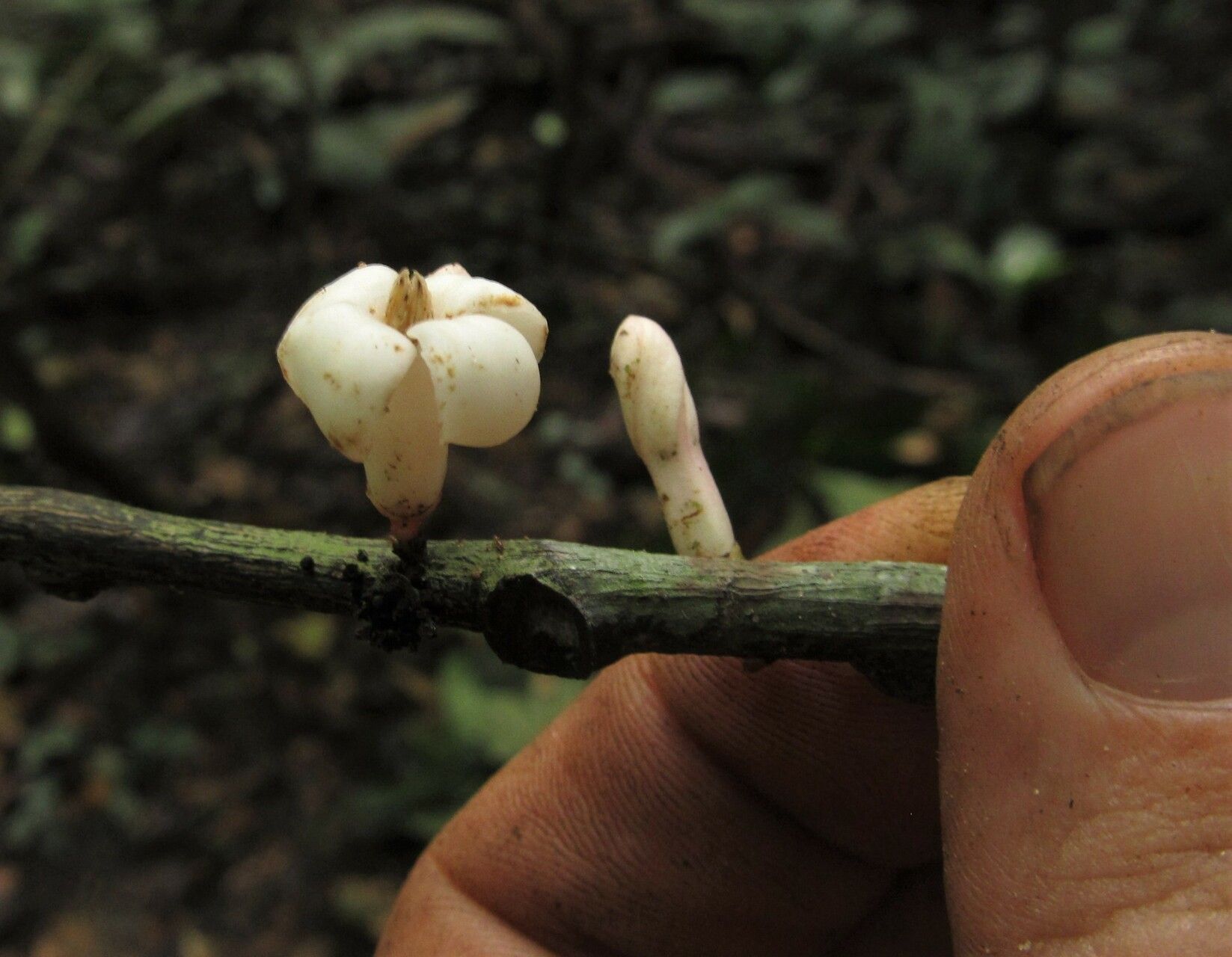 Diospyros preussii — houseplant care guide