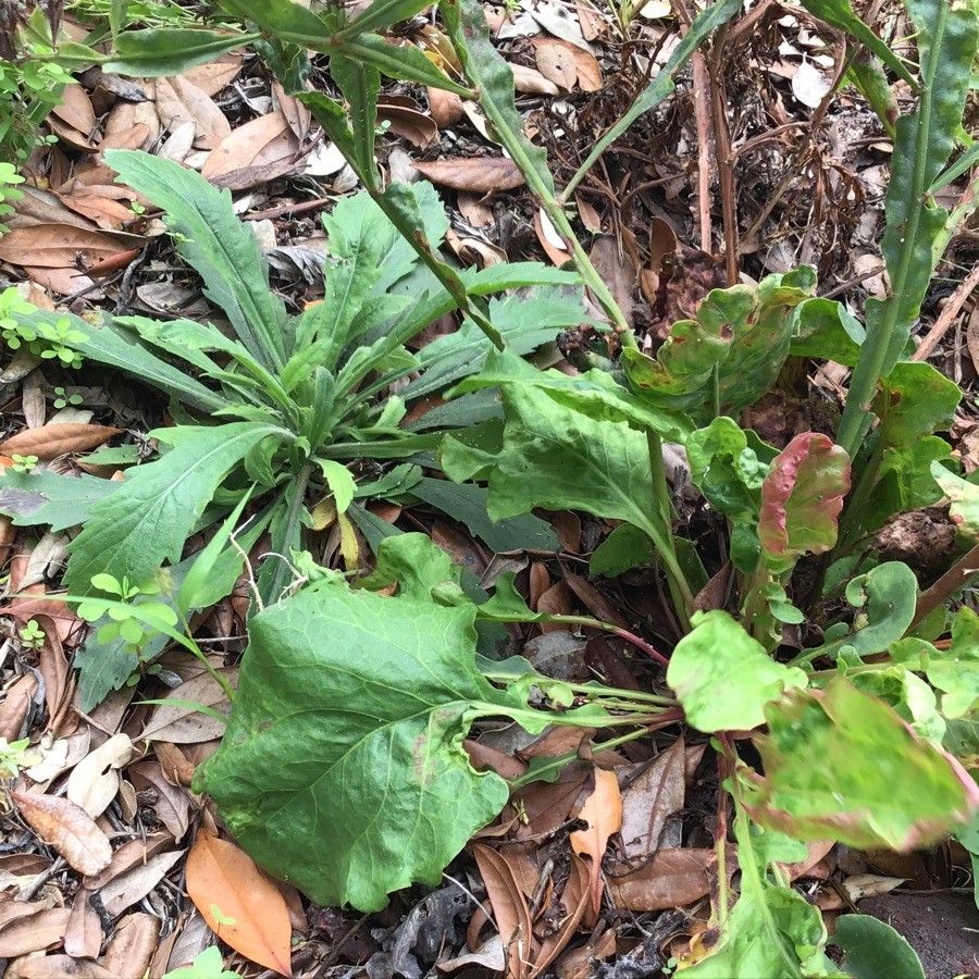 Limonium brassicifolium leaf