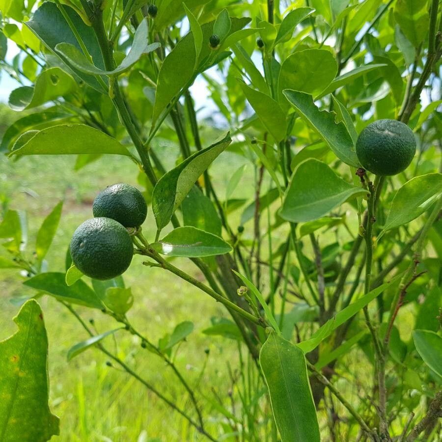 Citrus aurantifolia