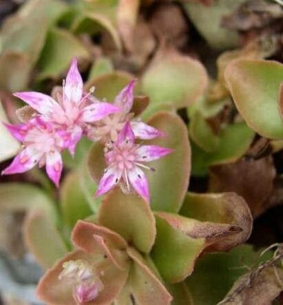 Phedimus obtusifolius flower