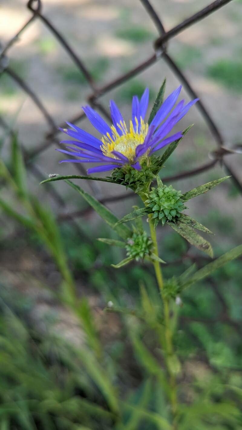 Eurybia hemispherica flower
