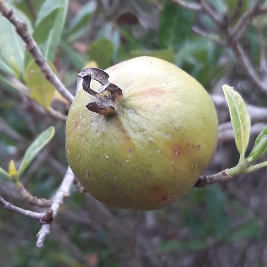 Gardenia urvillei fruit