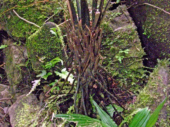 Diplazium prominulum bark