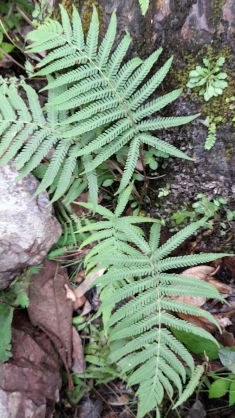 Thelypteris kunthii habit