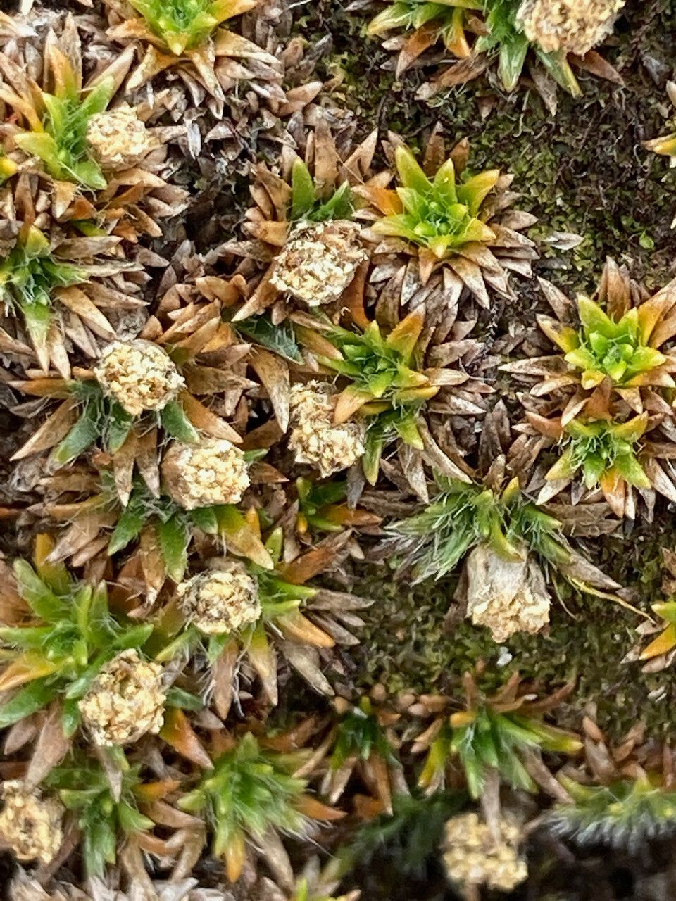 Paepalanthus pilosus flower