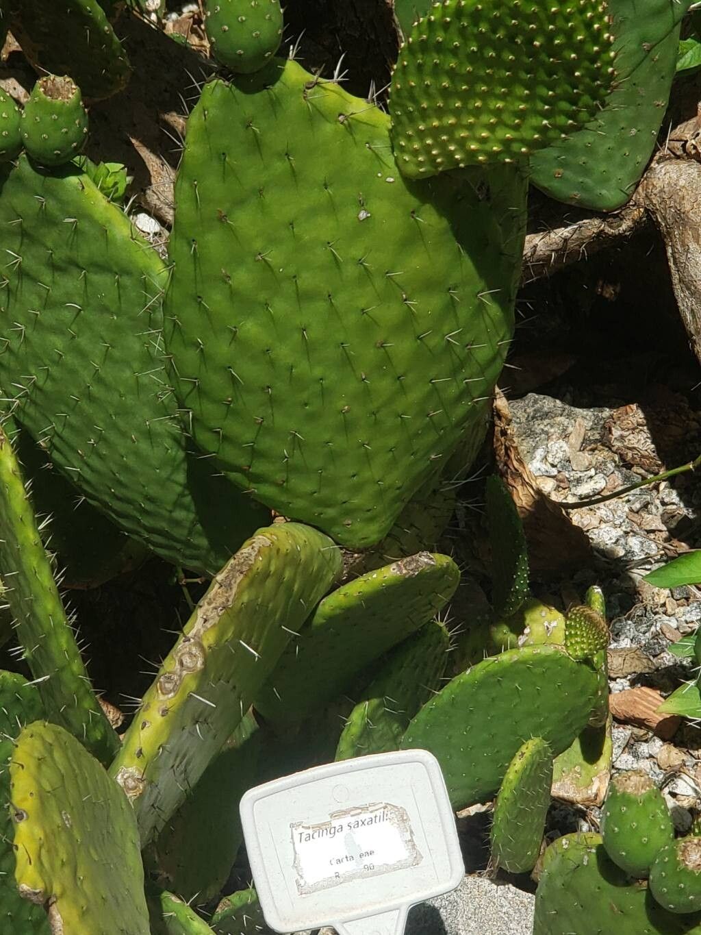 Tacinga saxatilis bark