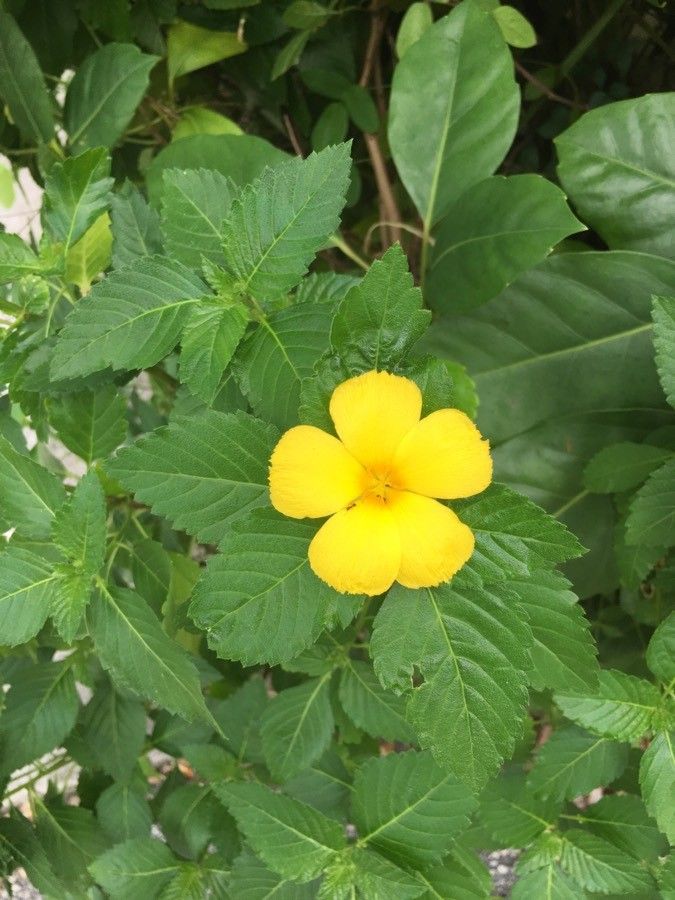 Turnera diffusa flower