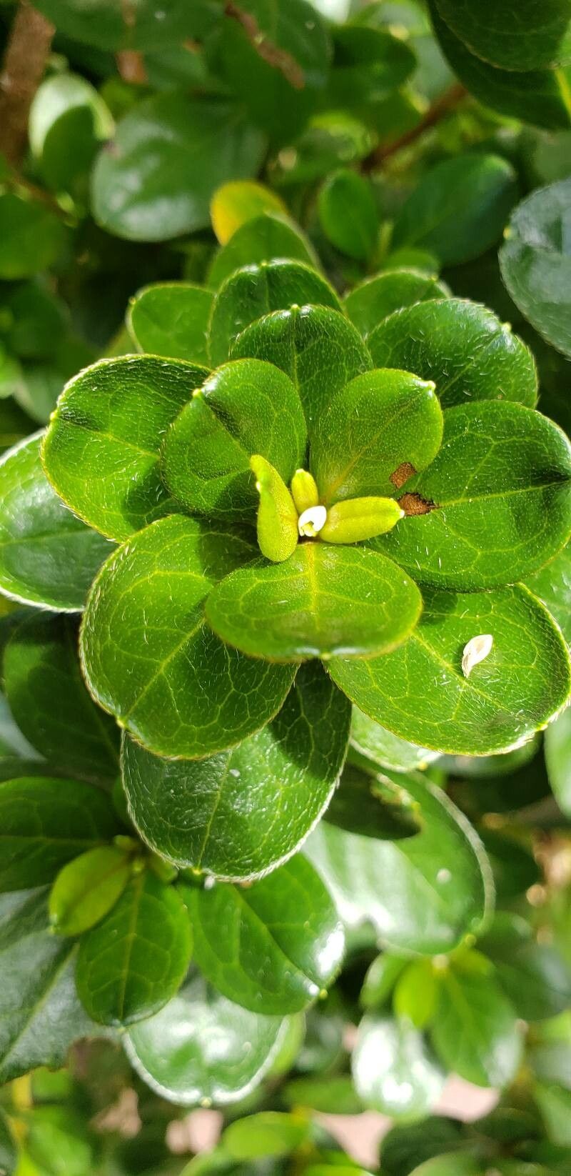 Gaultheria humifusa leaf