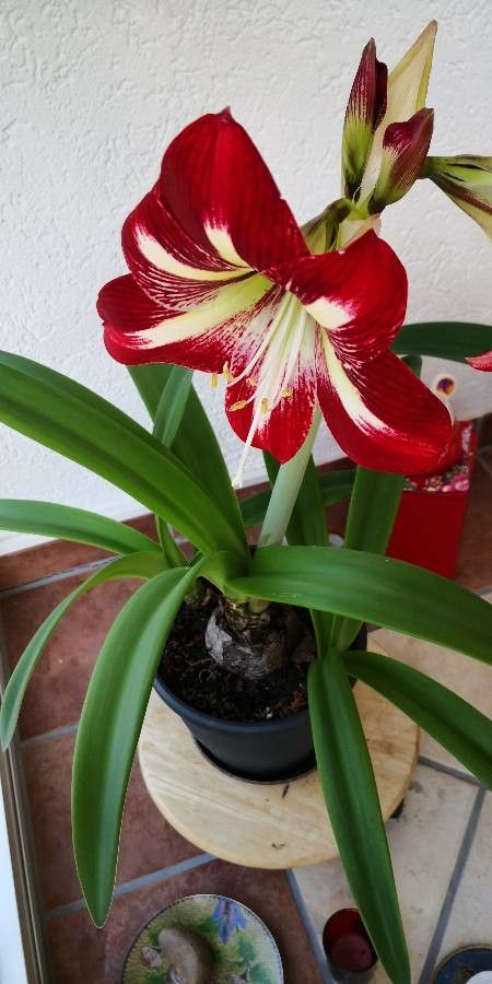 Hippeastrum correiense habit