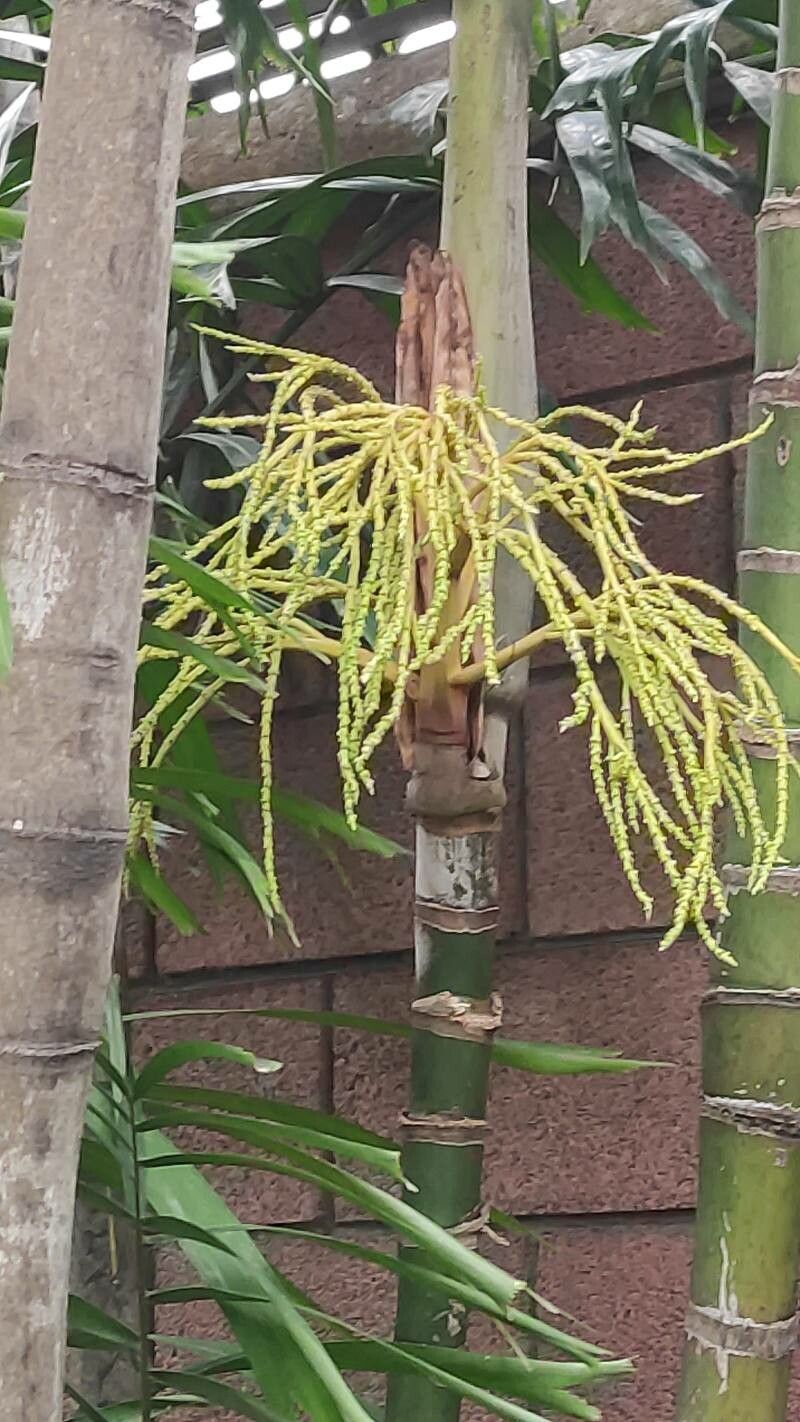 Ptychosperma microcarpum flower