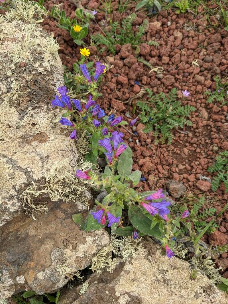 Echium pitardii flower