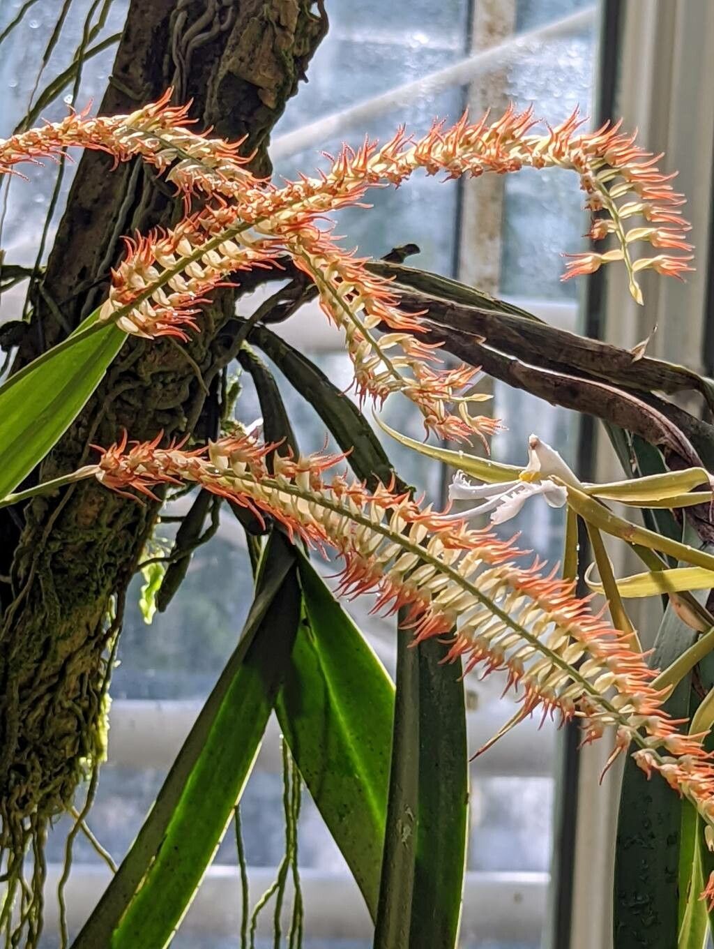 Dendrochilum kopfii flower