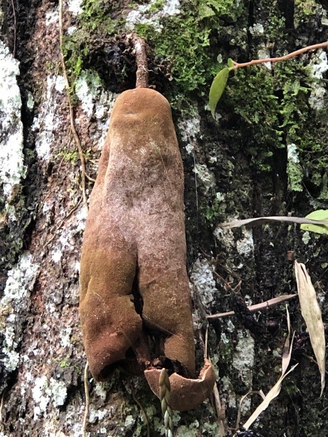 Theobroma simiarum bark