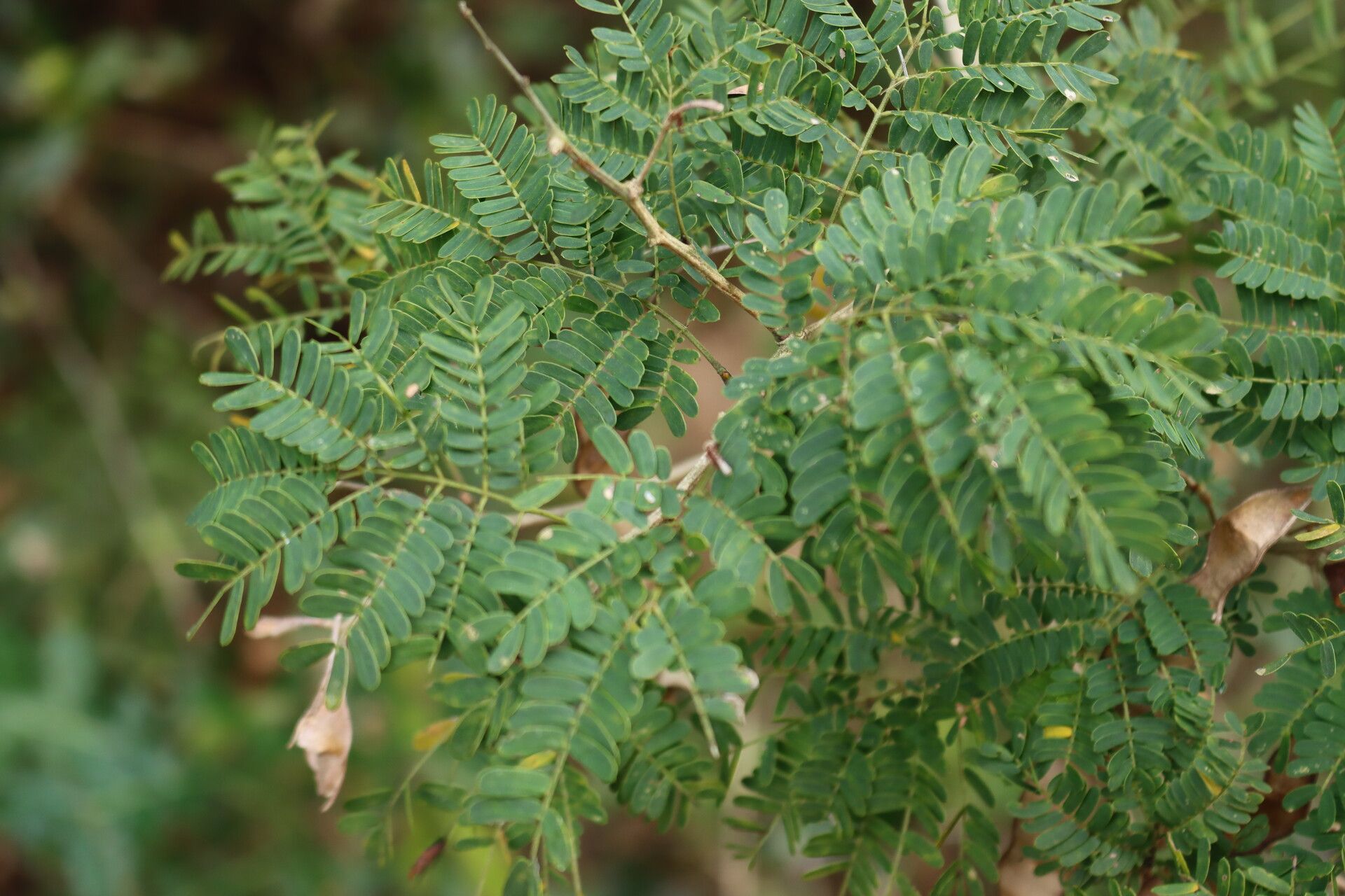 Senegalia kraussiana — houseplant care guide