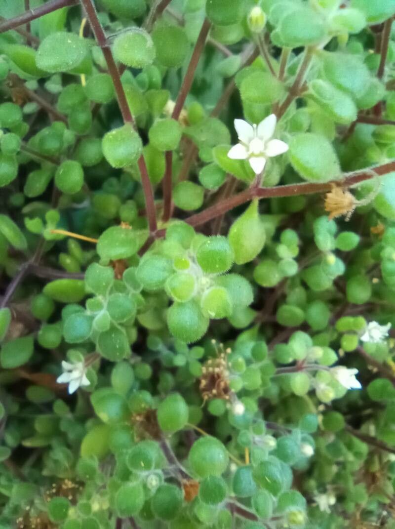 Crassula expansa bark