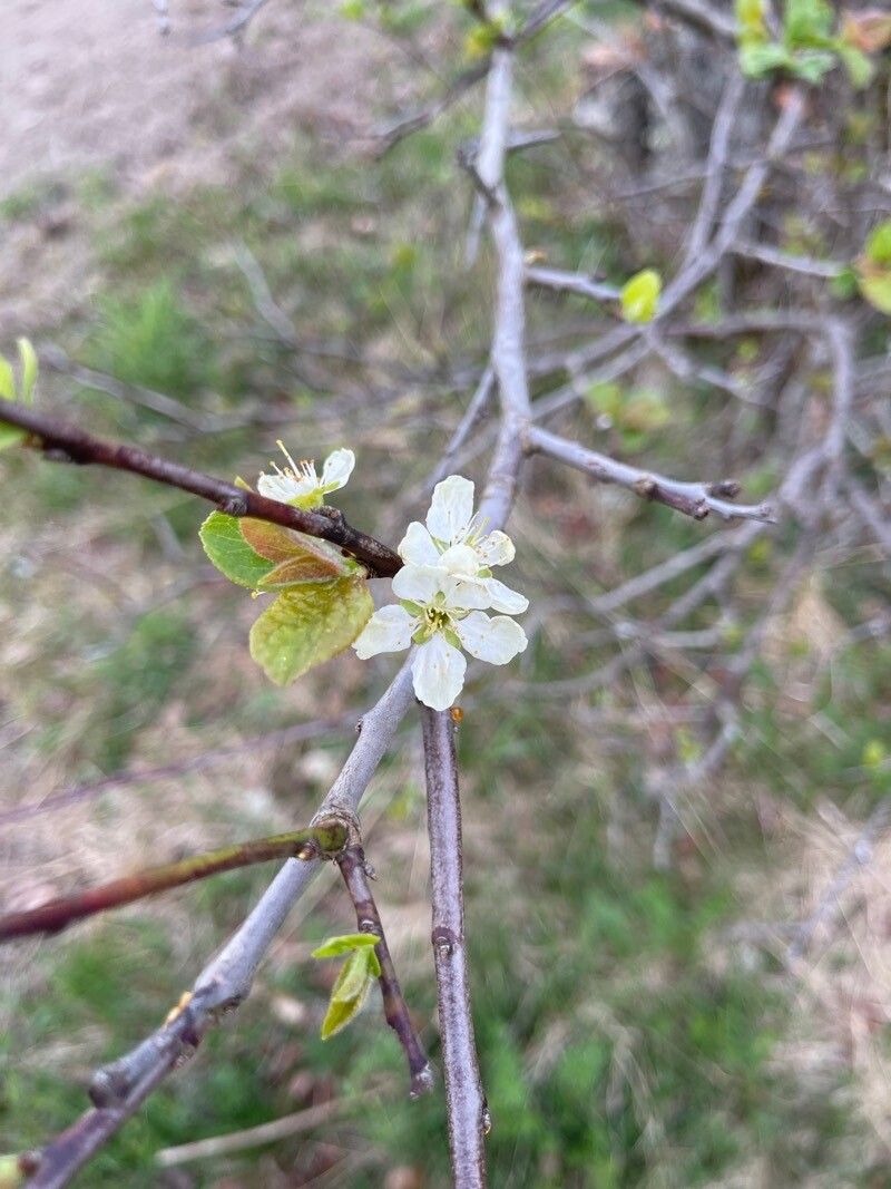 Prunus subcordata flower