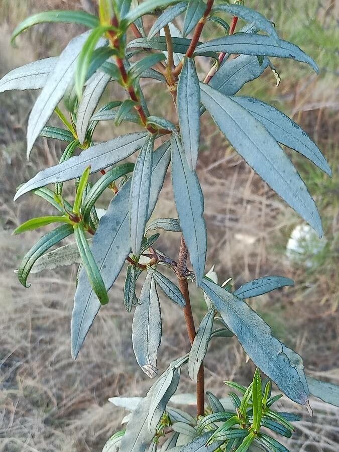 Cistus ladanifer leaf