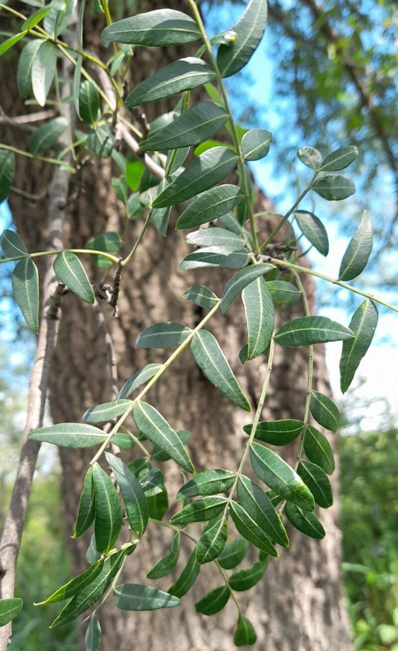 Schinopsis lorentzii — related species from the same genus