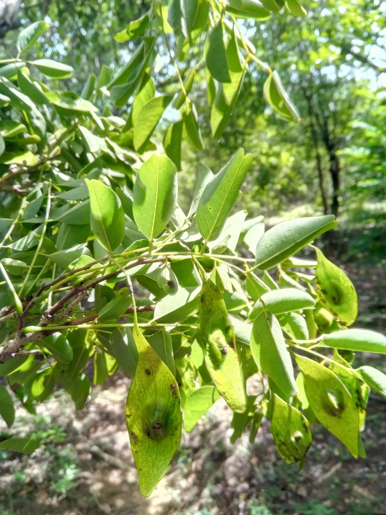 Dalbergia suaresensis leaf