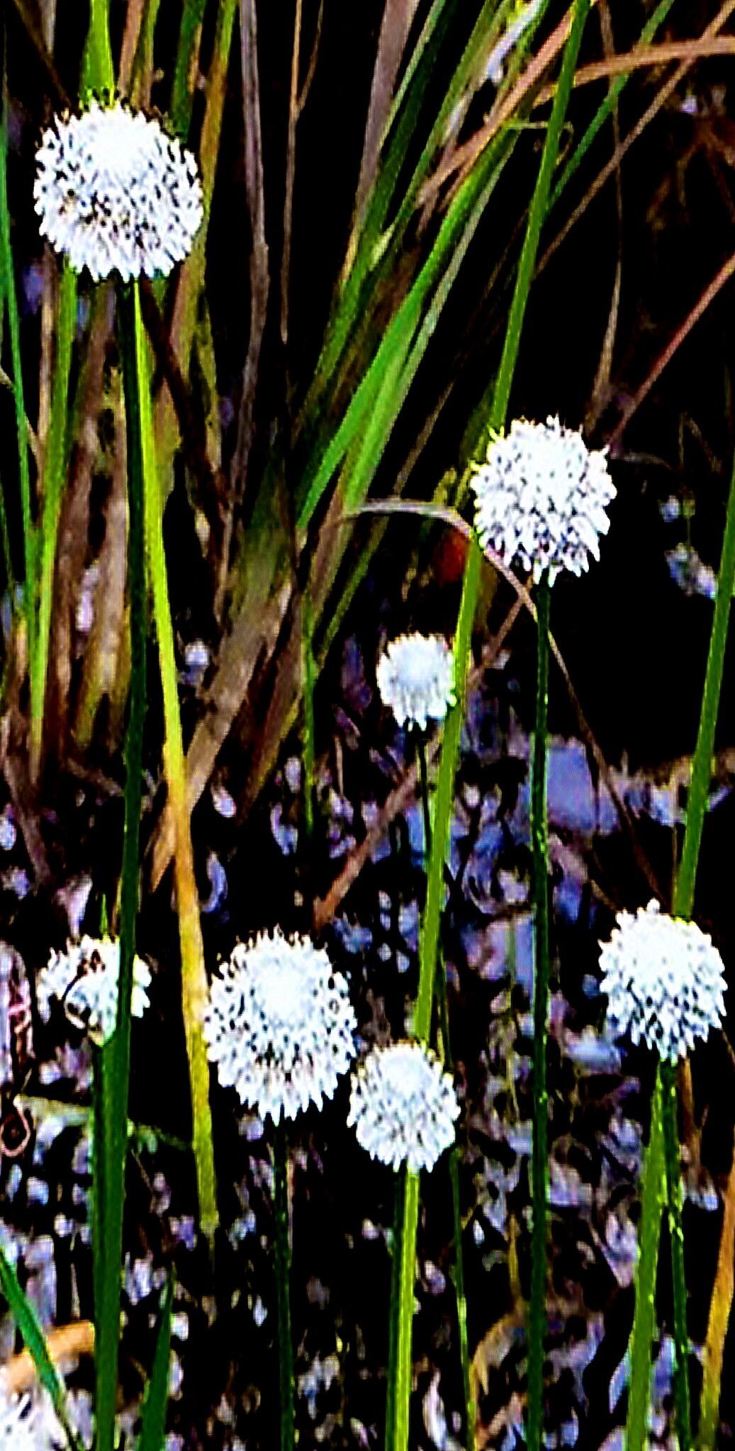 Eriocaulon compressum — houseplant care guide