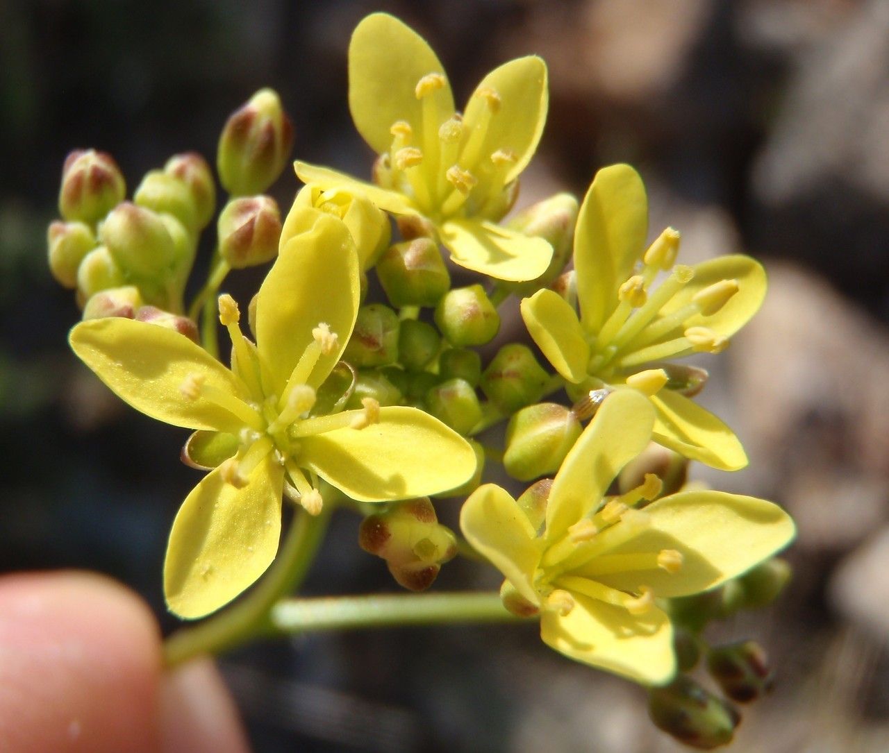 Biscutella minor flower