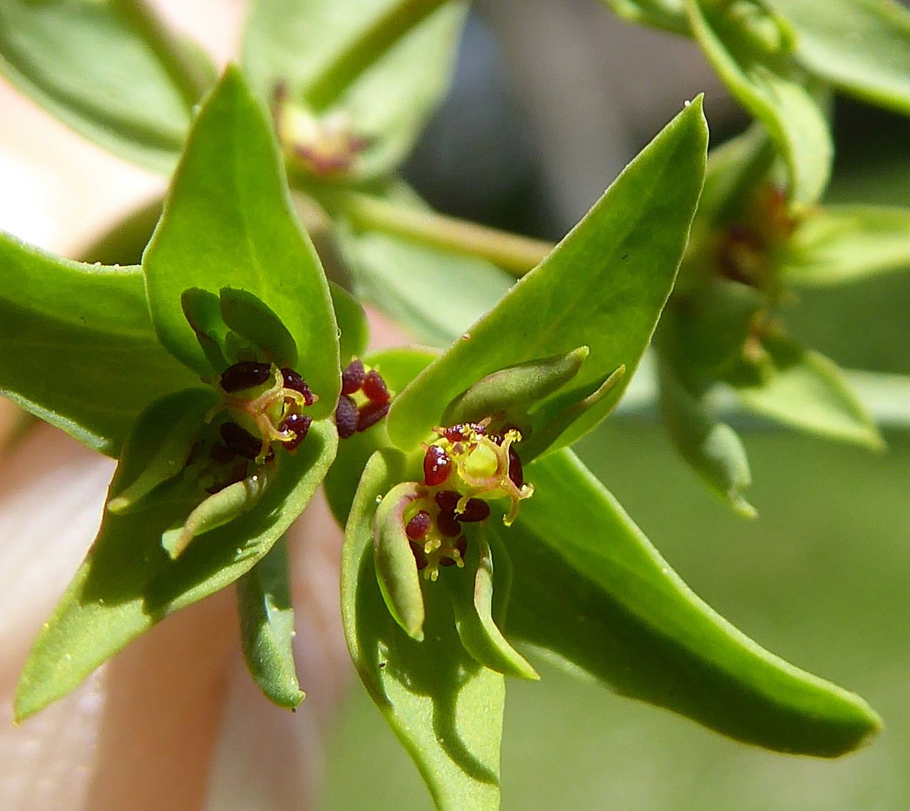 Euphorbia exigua flower