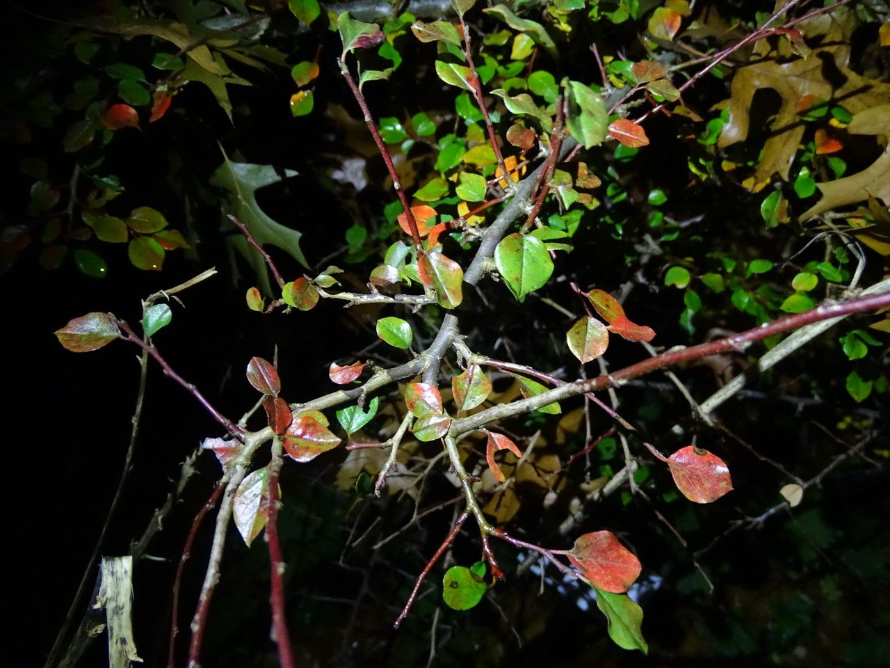 Cotoneaster adpressus leaf