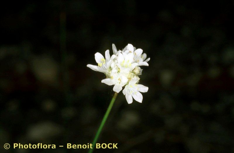 Armeria belgenciensis flower