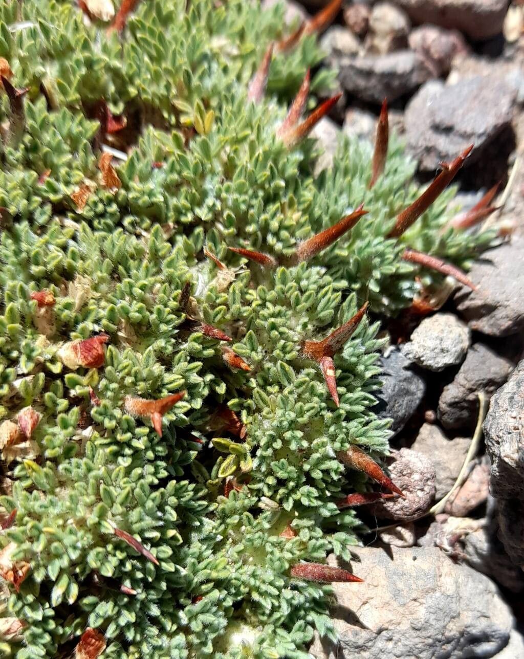 Adesmia nanolignea — houseplant care guide