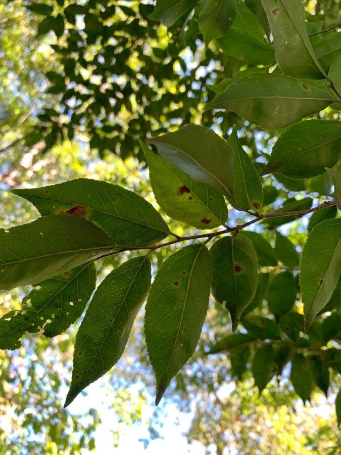 Casearia praecox leaf