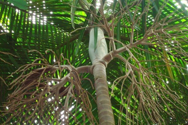 Basselinia favieri bark