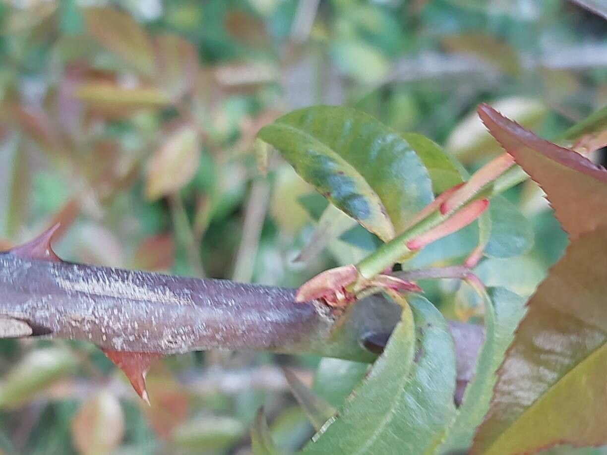 Rosa clinophylla other