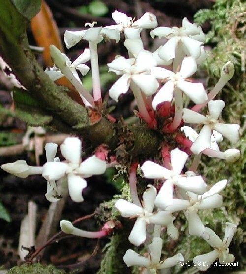 Ixora aoupinieensis flower