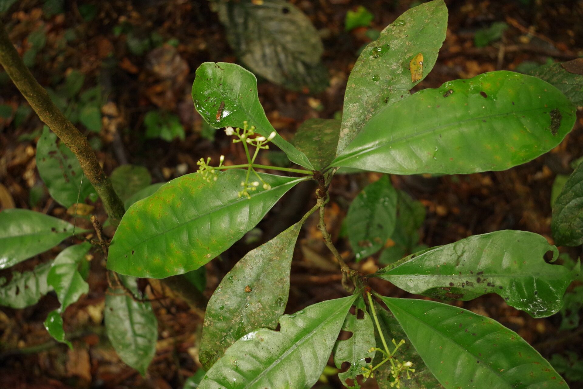 Psychotria cussetii leaf