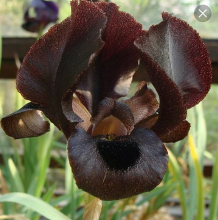 Iris bostrensis — search result for 'Jordan'